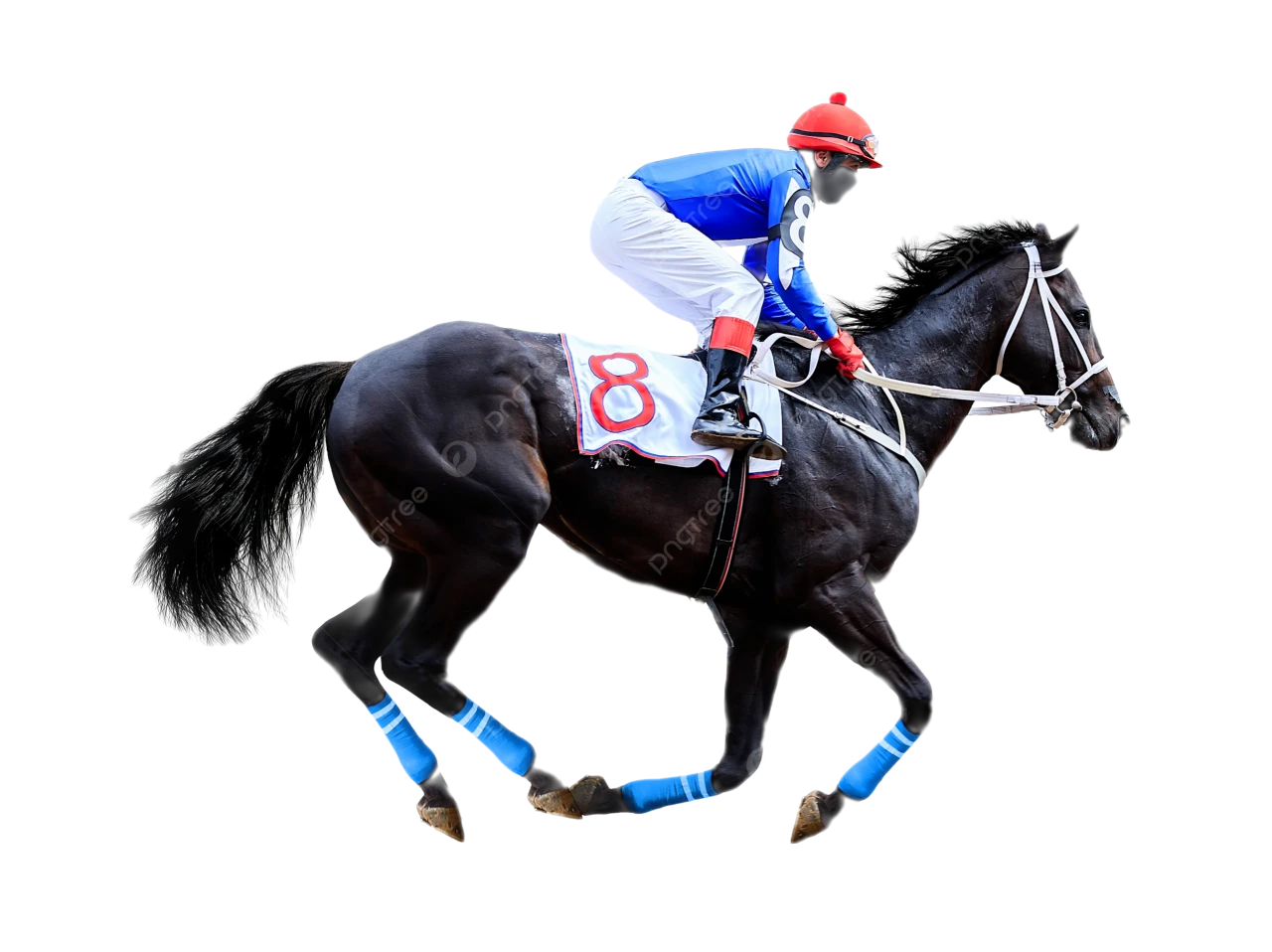 đua ngựa cá cược